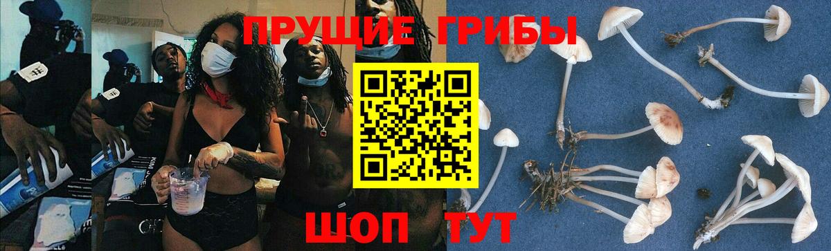 Камышлов  Псилоцибиновые грибы прущие грибы  Вход с VPN 
